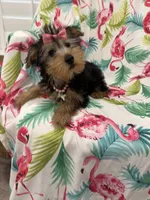 Ashley , a female Yorkshire Terrier for sale in Merritt Island, FL – 3 of 10