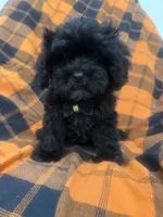 Zander , a male Shihpoo for sale in Merritt Island, FL – 10 of 10