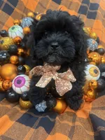Zander , a male Shihpoo for sale in Merritt Island, FL – 7 of 10