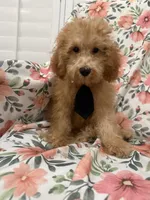 Cooper , a male Poodle - Miniature  for sale in Merritt Island, FL – 9 of 9