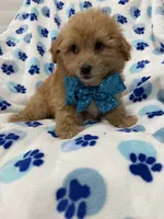 Oakley , a male Yorkipoo for sale in Merritt Island, FL – 4 of 7