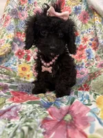 Pepper , a female Poodle - Toy  and Cavachon for sale in Merritt Island, FL – 8 of 8