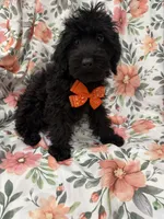 Inky , a male Yorkipoo for sale in Merritt Island, FL – 6 of 9