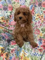 Scarlett, a female Poodle - Miniature  for sale in Merritt Island, FL – Photo 8 of 9