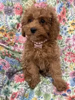 Scarlett, a female Poodle - Miniature  for sale in Merritt Island, FL – Photo 4 of 9