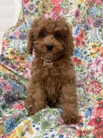 Scarlett, a female Poodle - Miniature  for sale in Merritt Island, FL – Photo 2 of 9