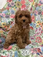 Scarlett, a female Poodle - Miniature  for sale in Merritt Island, FL – Photo 7 of 9