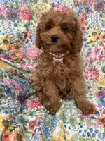 Scarlett, a female Poodle - Miniature  for sale in Merritt Island, FL – Photo 5 of 9