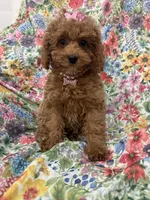 Scarlett, a female Poodle - Miniature  for sale in Merritt Island, FL – Photo 6 of 9