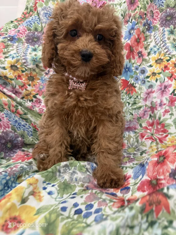 Scarlett – Poodle - Miniature  puppy for sale in Merritt Island, FL