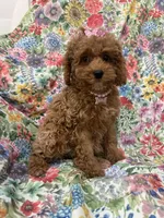 Scarlett, a female Poodle - Miniature  for sale in Merritt Island, FL – Photo 3 of 9
