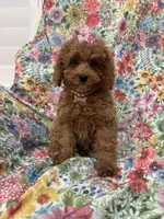 Scarlett, a female Poodle - Miniature  for sale in Merritt Island, FL – Photo 9 of 9