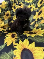 Jade , a female Shihpoo for sale in Merritt Island, FL – 9 of 10