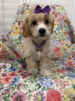 Callie , a female Cavapoo for sale in Merritt Island, FL – 2 of 10