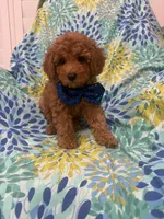 Riley , a male Poodle - Miniature  for sale in Merritt Island, FL – 3 of 10