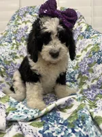 Izzy, a female Bernedoodle for sale in Merritt Island, FL – 3 of 10