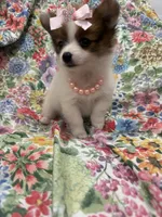 Paisley , a female Pomeranian for sale in Merritt Island, FL – 4 of 10