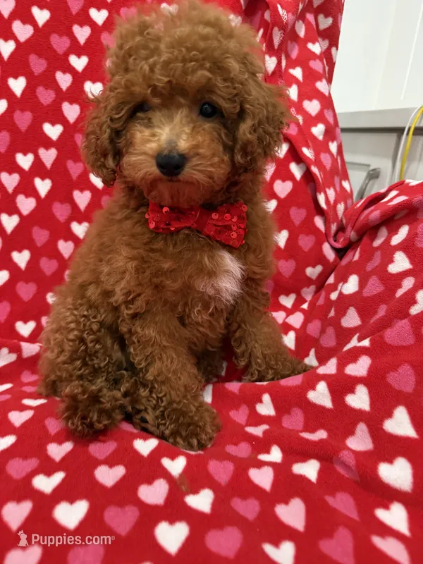 Cooper  – Poodle - Miniature  puppy for sale in Merritt Island, FL