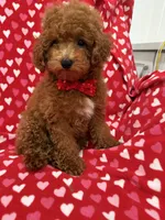 Cooper , a male Poodle - Miniature  for sale in Merritt Island, FL – 1 of 10