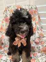 Pepper , a male Miniature Bernedoodle for sale in Merritt Island, FL – 2 of 5