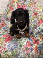 Haley , a female Miniature Dachshund for sale in Merritt Island, FL – 7 of 10