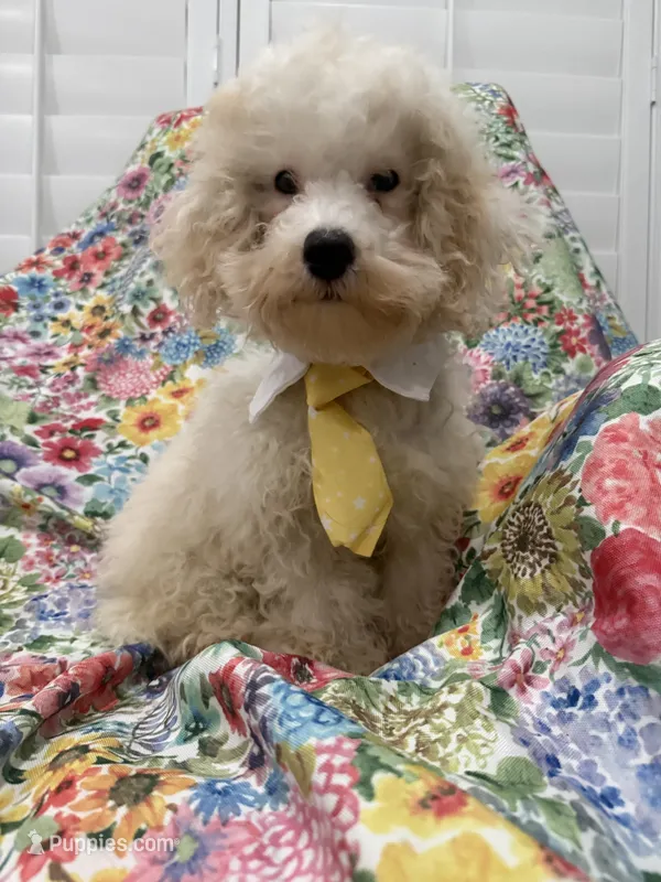Remi  – Maltipoo puppy for sale in Merritt Island, FL