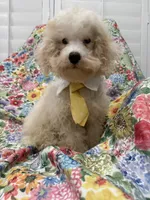 Remi , a male Maltipoo for sale in Merritt Island, FL – 1 of 7