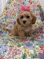 Marley , a female Cavapoo for sale in Merritt Island, FL – 7 of 10