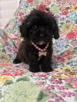 Zoey , a female Shihpoo for sale in Merritt Island, FL – 5 of 9