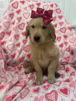 Marley , a female Golden Retriever for sale in Merritt Island, FL – Photo 5 of 5