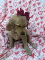 Marley , a female Golden Retriever for sale in Merritt Island, FL – Photo 2 of 5