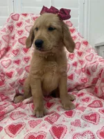 Marley , a female Golden Retriever for sale in Merritt Island, FL – Photo 3 of 5