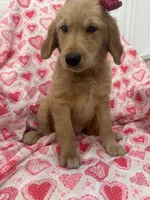 Marley , a female Golden Retriever for sale in Merritt Island, FL – Photo 1 of 5