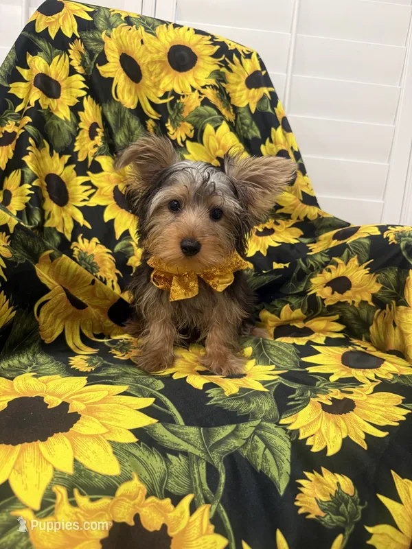 Cooper  – Yorkshire Terrier puppy for sale in Merritt Island, FL