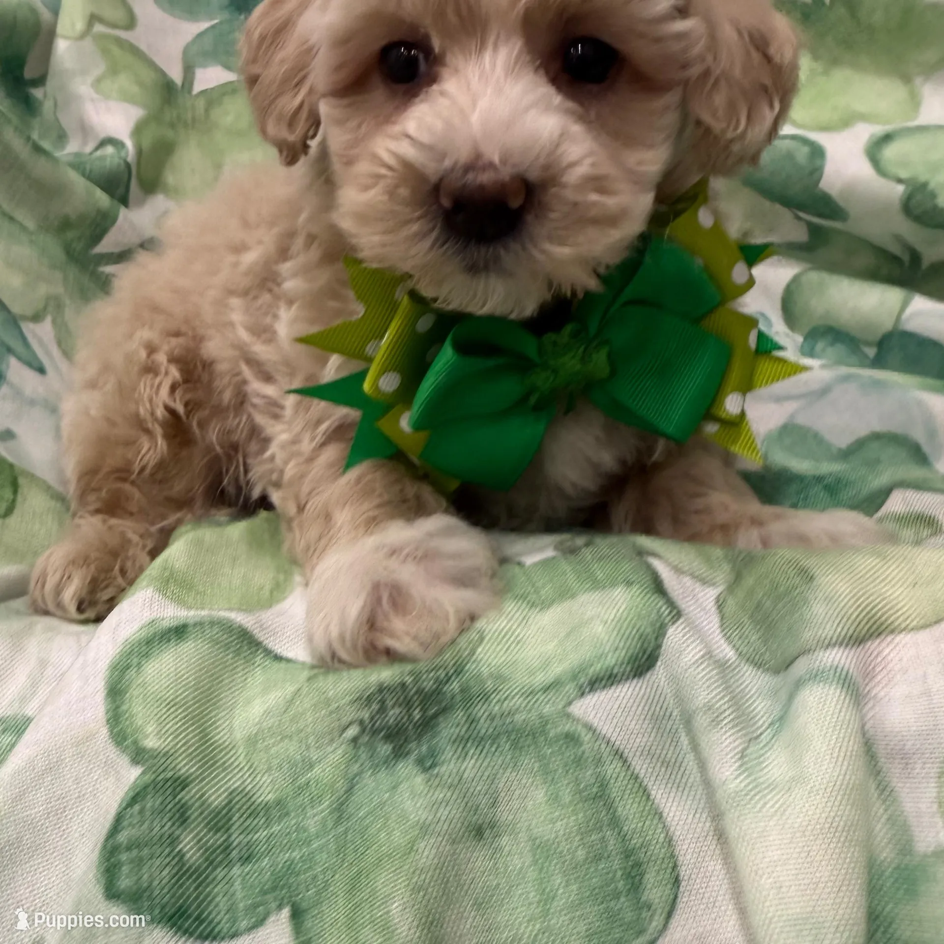 Waffles , a male Maltipoo for sale in Merritt Island, FL – Photo 3 of 5