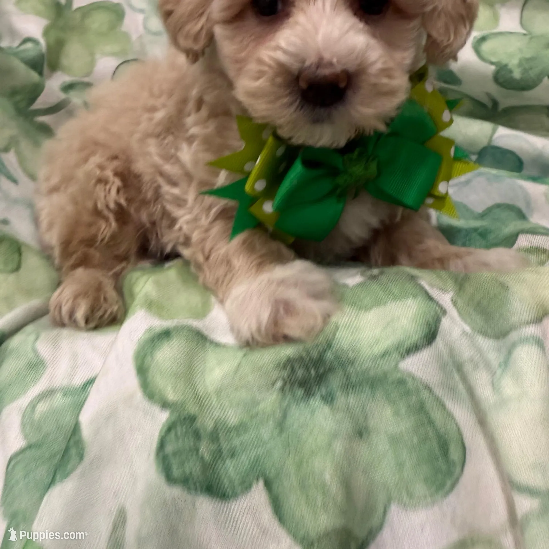 Waffles , a male Maltipoo for sale in Merritt Island, FL – Photo 2 of 5
