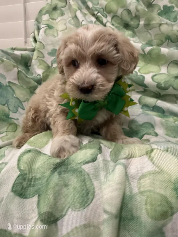 Waffles  – Maltipoo puppy for sale in Merritt Island, FL