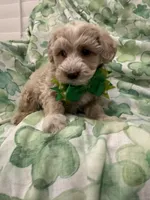 Waffles , a male Maltipoo for sale in Merritt Island, FL – Photo 1 of 5
