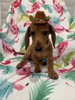 Peebles , a female Miniature Dachshund for sale in Merritt Island, FL – 5 of 10