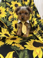 Scrappy , a male Yorkshire Terrier for sale in Merritt Island, FL – 2 of 7