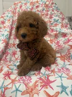 Cooper, a male Poodle - Miniature  for sale in Merritt Island, FL – 7 of 10