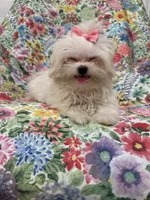Lilly , a female Mal Shi for sale in Merritt Island, FL – 8 of 9
