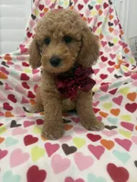 Jordan , a male Poodle - Miniature  for sale in Merritt Island, FL – 9 of 10