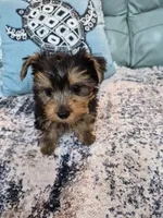 Cooper , a male Yorkshire Terrier for sale in Merritt Island, FL – 2 of 2