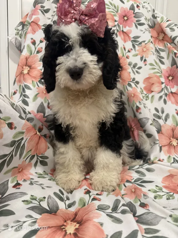 Izzy – Miniature Bernedoodle puppy for sale in Merritt Island, FL