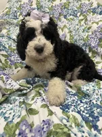 Izzy, a female Bernedoodle for sale in Merritt Island, FL – 5 of 10