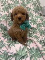 Jagger , a male Poodle - Miniature  and Cavachon for sale in Merritt Island, FL – 4 of 7