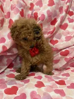 processed/29842ebf-eb62-4ff0-bb4e-a184498aef5b/listing/6cb4d517-21f9-4c9e-97f9-3507091b00b0/4f88b9df-3c77-41c6-a16f-4ccf0c4510fe