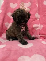 Bella , a female Shihpoo for sale in Merritt Island, FL – 7 of 8