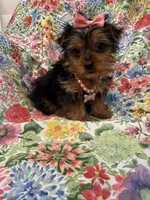 Violet , a female Yorkshire Terrier for sale in Merritt Island, FL – 2 of 7